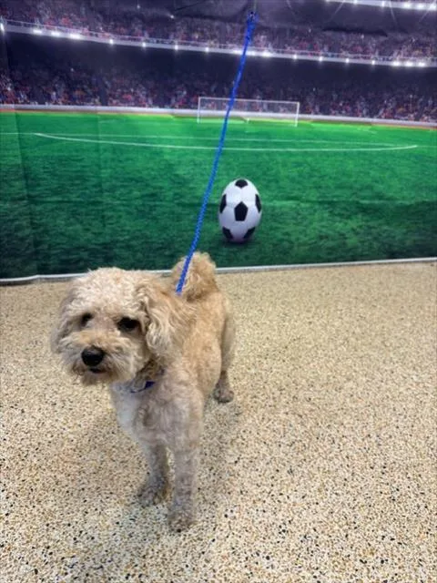 A young small-sized male Poodle dog named Aristo for adoption in Miami, FL