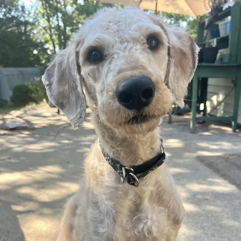 Winston