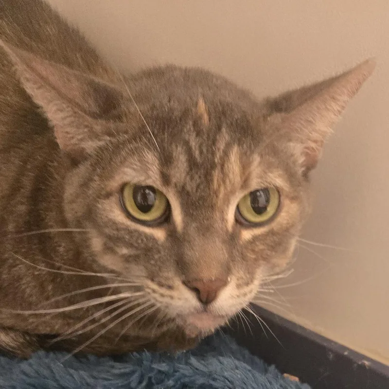 An adult large-sized female Gray / Blue / Silver Domestic Short Hair cat named Fancy for adoption in Desert Hot Springs, CA