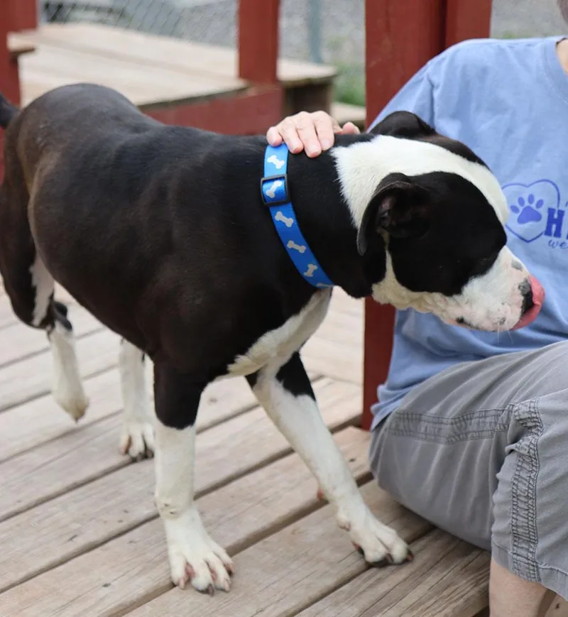 A young large-sized male Black American Bulldog dog named Brennan for adoption in Kansas City, KS