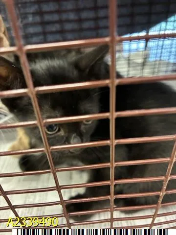 A baby small-sized female Domestic Short Hair cat named Licorice for adoption in West Palm Beach, FL
