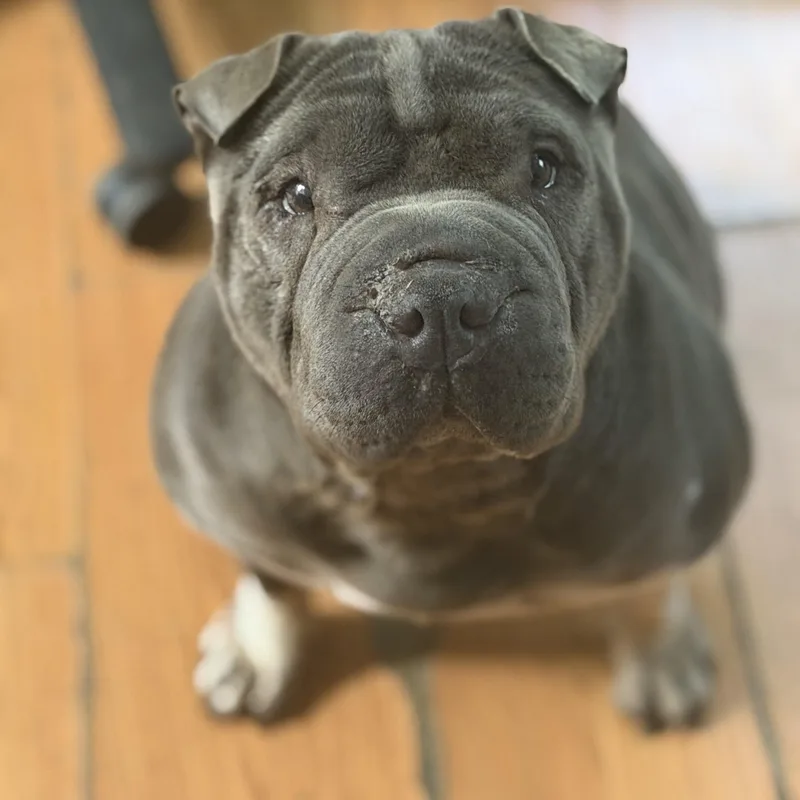 Ms Blue