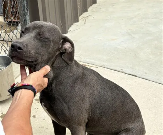 A young medium-sized male American Staffordshire Terrier dog named Chunk for adoption in Chester, SC