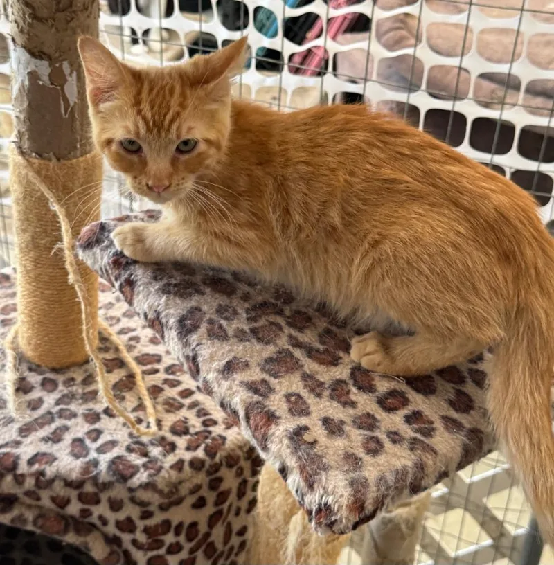 A baby large-sized male Domestic Short Hair cat named Roland for adoption in San Jacinto, CA