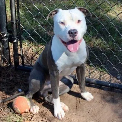 An adult medium-sized male Pit Bull Terrier dog named Horton for adoption in Birmingham, AL