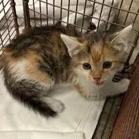 A baby medium-sized female Black Domestic Short Hair cat named Spice Nugget for adoption in Rapid City, SD