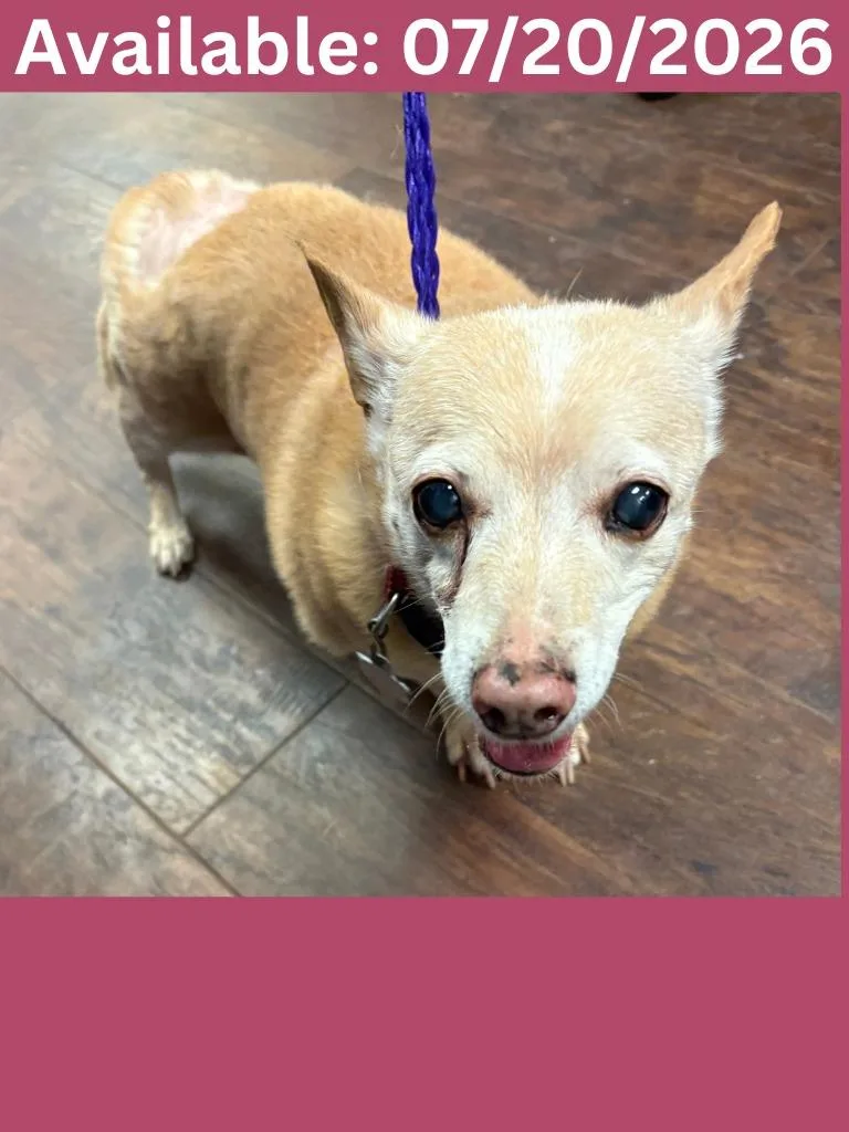 A senior small-sized female Chihuahua dog named Dog Kennel for adoption in Greenville, TX