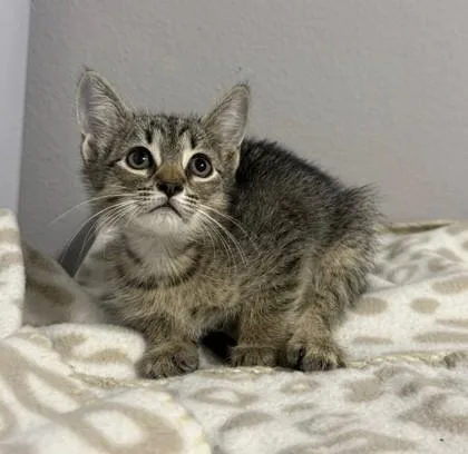 A baby small-sized male Domestic Short Hair cat named Sketch for adoption in Madison, NJ