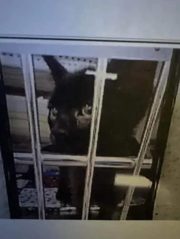 A baby small-sized female Black Domestic Short Hair cat named Bird for adoption in Grand Rapids, MI