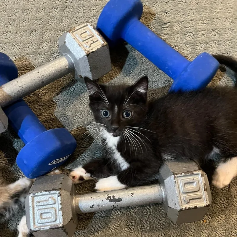 A young medium-sized male Black & White / Tuxedo Domestic Short Hair cat named Pencil for adoption in Evanston, IL
