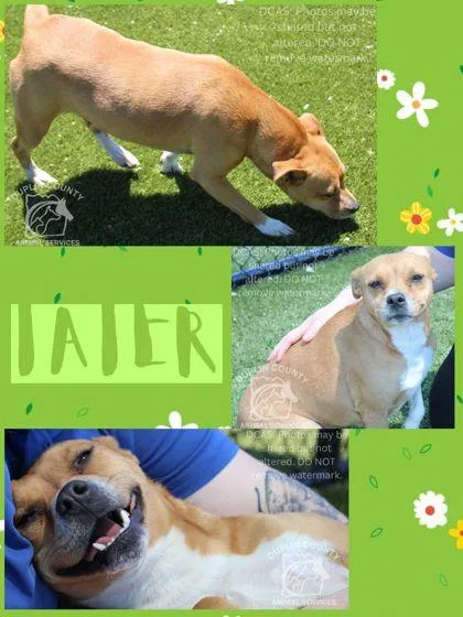 An adult medium-sized female Mixed Breed dog named Tater for adoption in Kenansville, NC