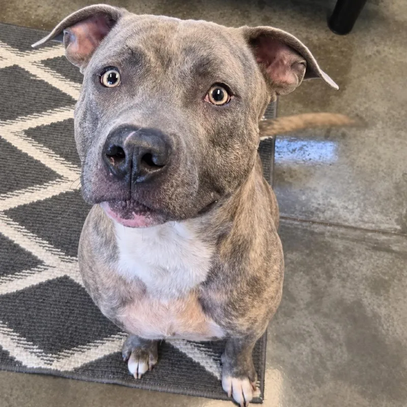 An adult small-sized male Brindle Terrier dog named Alfie for adoption in Mount Vernon, IN