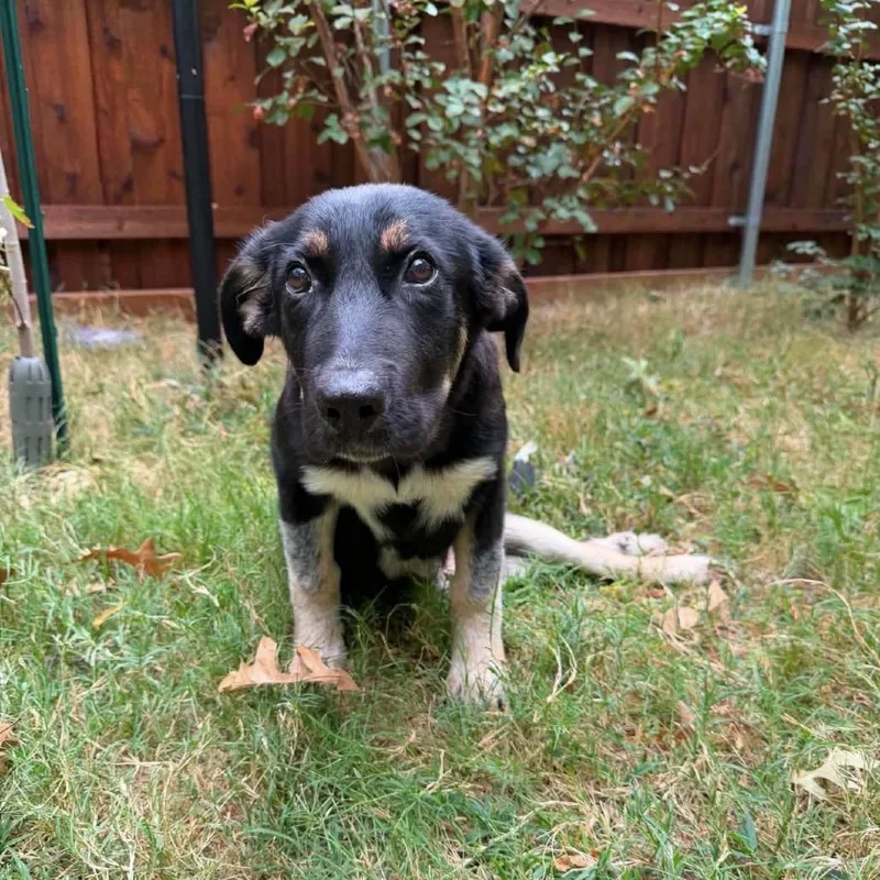 A baby medium-sized male German Shepherd Dog dog named Griffin for adoption in Stephens City, VA