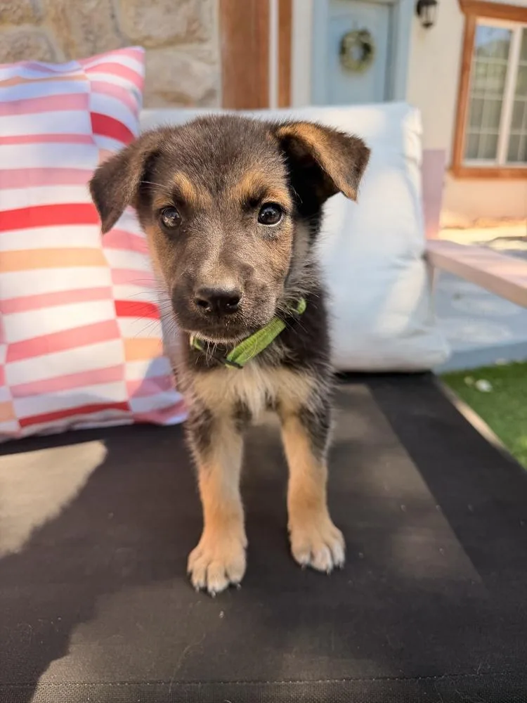 A baby large-sized male Black German Shepherd Dog dog named Hubly for adoption in Pleasant Hill, CA