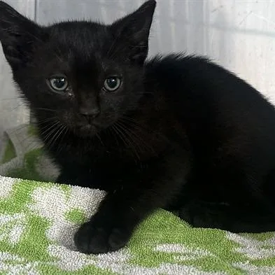 A baby small-sized male Black Domestic Short Hair cat named A for adoption in San Gabriel, CA