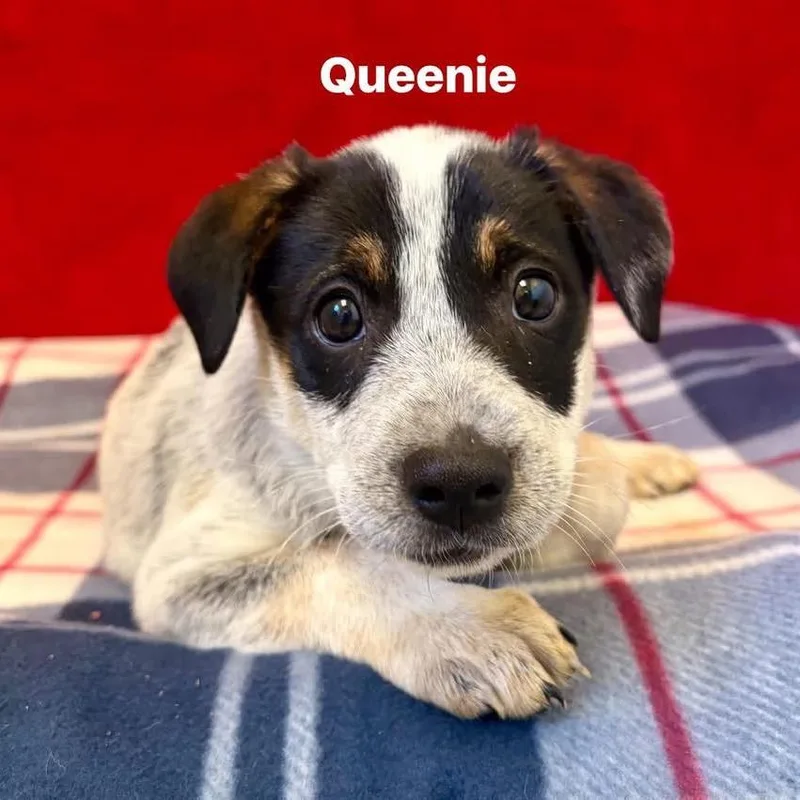Queenie thumbnail 2