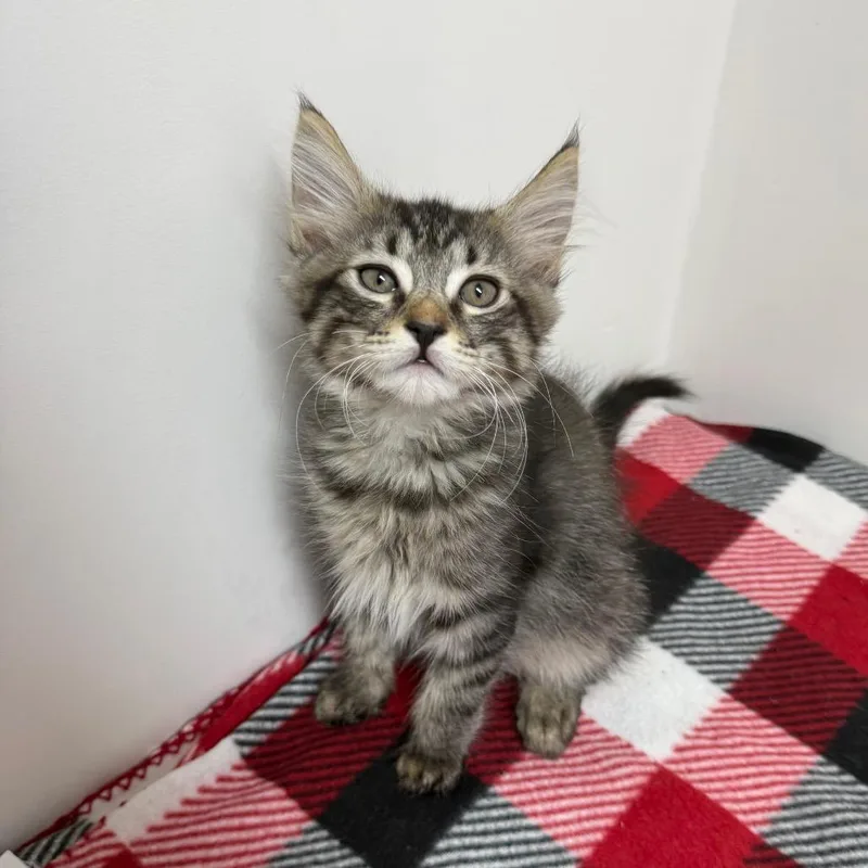 A baby small-sized male Gray / Blue / Silver Domestic Medium Hair cat named Vhagar for adoption in Long Beach, CA