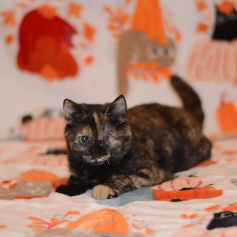 A baby small-sized female Tortoiseshell Domestic Short Hair cat named Tortilla for adoption in Manchester, MD
