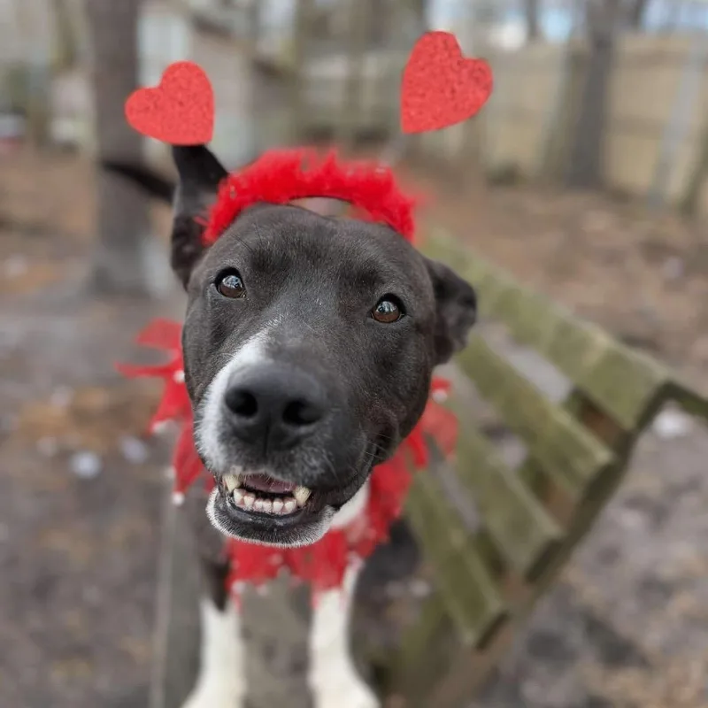 An adult medium-sized male Black Pit Bull Terrier dog named Sly for adoption in Weimar, CA