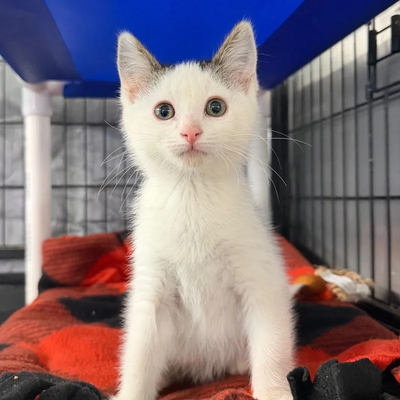 A baby small-sized female White Domestic Short Hair cat named Skunk for adoption in Spanish Fork, UT