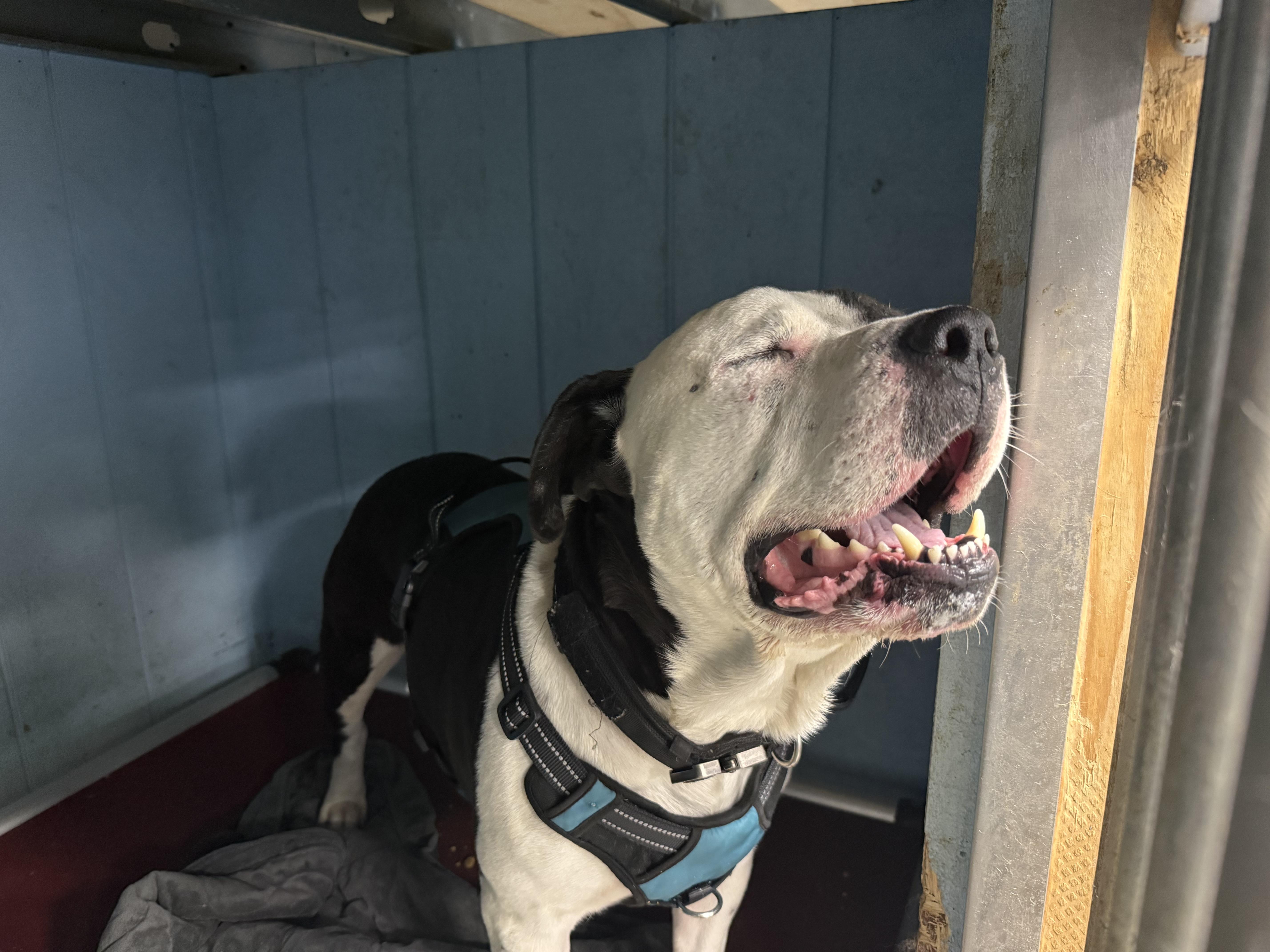 An adult large-sized male Pit Bull Terrier dog named Puma for adoption in Bayport, NY