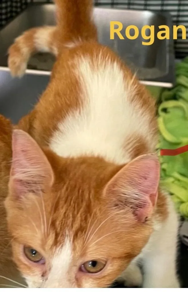 A baby medium-sized male Domestic Short Hair cat named Rogan for adoption in Muskegon, MI