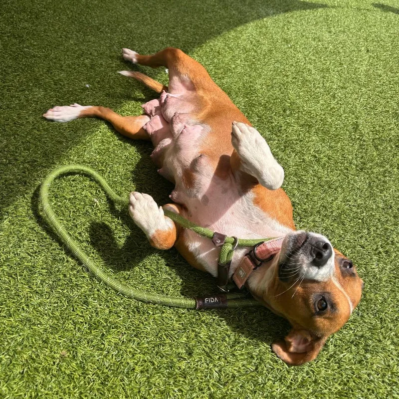 An adult medium-sized female Brown / Chocolate Mixed Breed dog named Bindi for adoption in Washington Township, OH