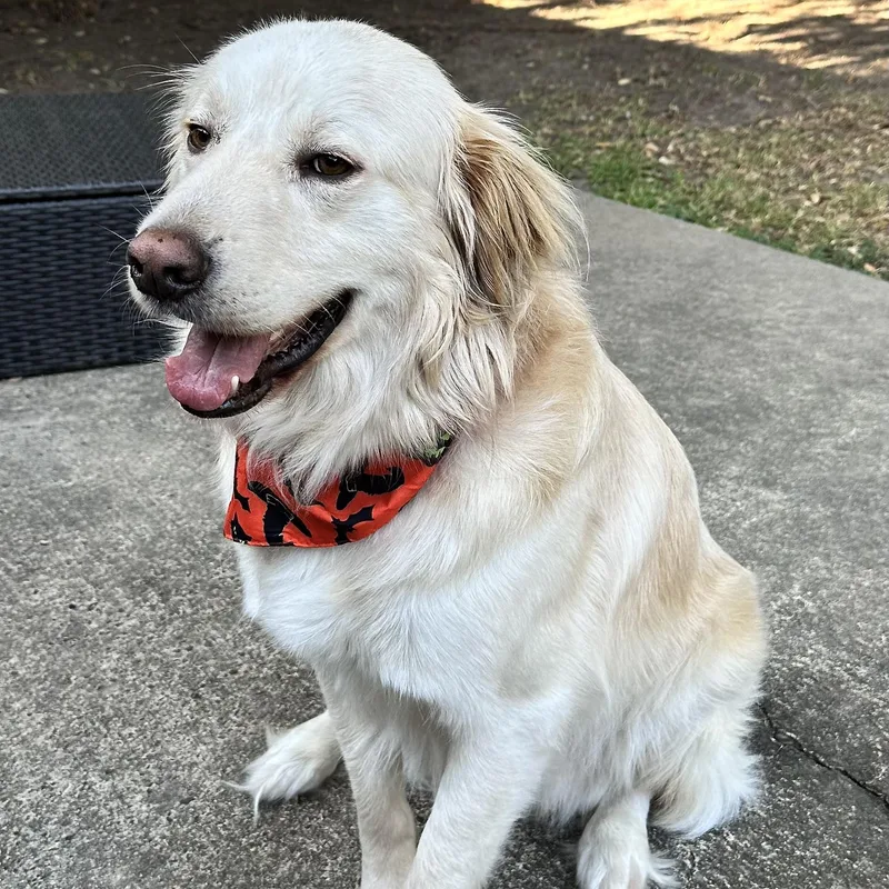 An adult large-sized male Golden Retriever dog named Griffin for adoption in Liverpool, TX