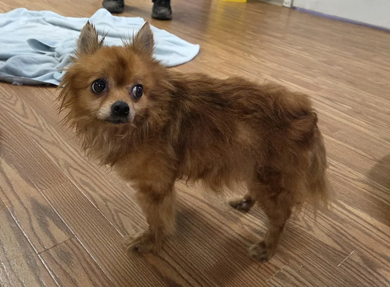 An adult small-sized female Golden Chihuahua dog named Bella for adoption in Carsonville, MI