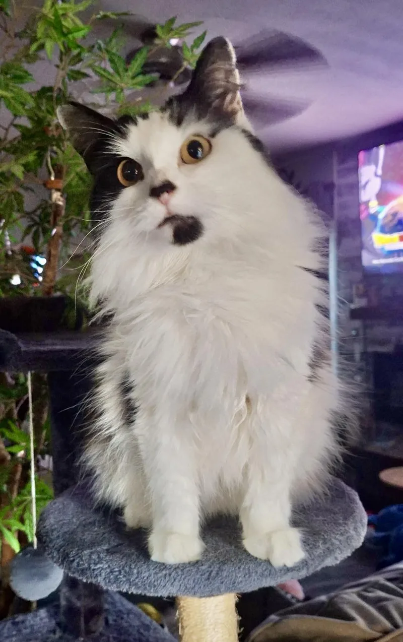 A young medium-sized female Domestic Long Hair cat named Nova for adoption in Plain City, OH