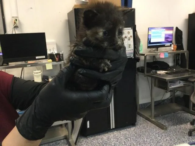 A baby small-sized female Domestic Short Hair cat named Tinsel for adoption in Thousand Palms, CA