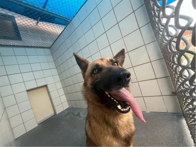 An adult large-sized female Belgian Shepherd / Malinois dog named Ruger for adoption in Corpus Christi, TX