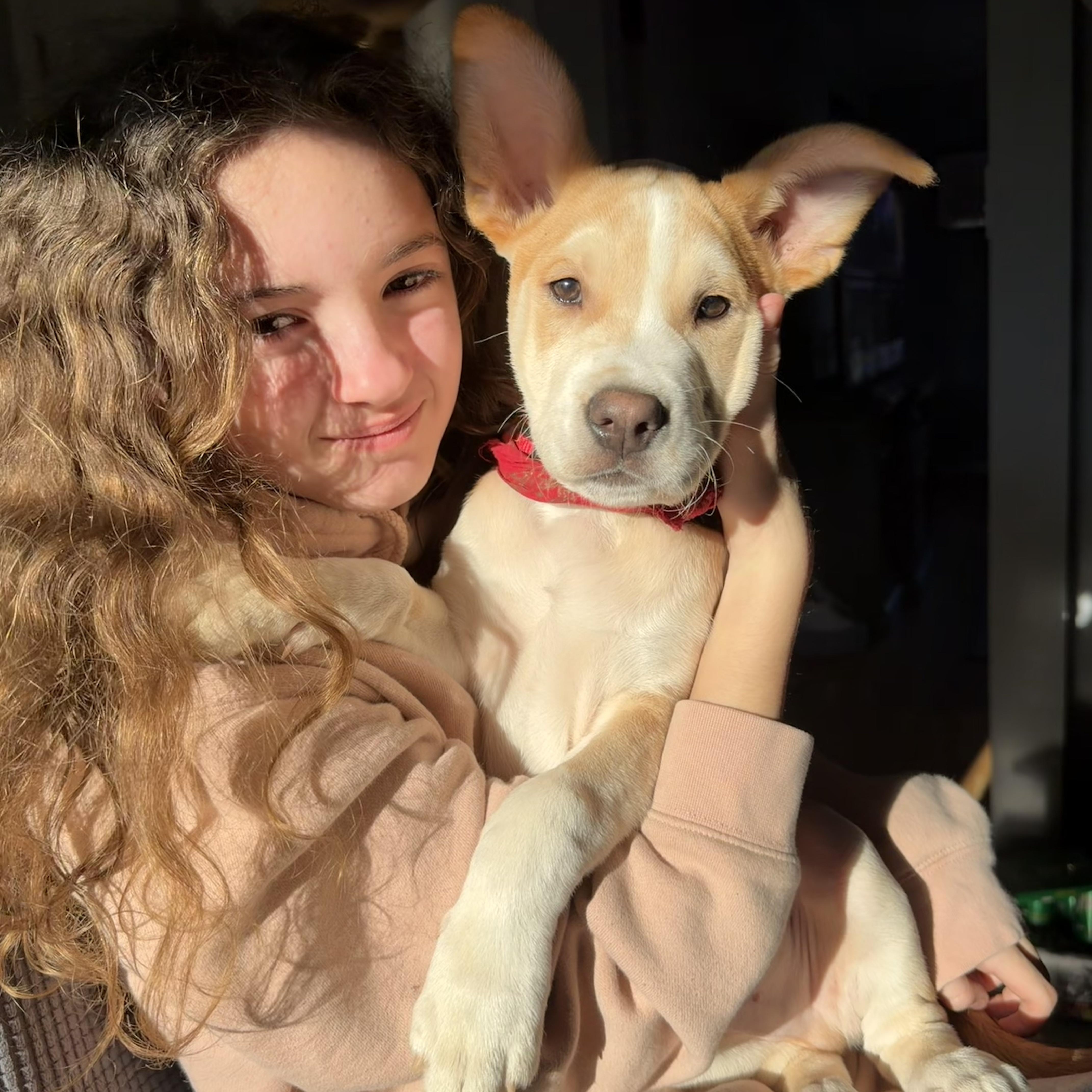 A baby medium-sized male Catahoula Leopard Dog dog named Trouble for adoption in Copiague, NY