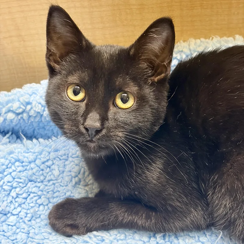A baby small-sized male Domestic Short Hair cat named Henry for adoption in Union City, CA