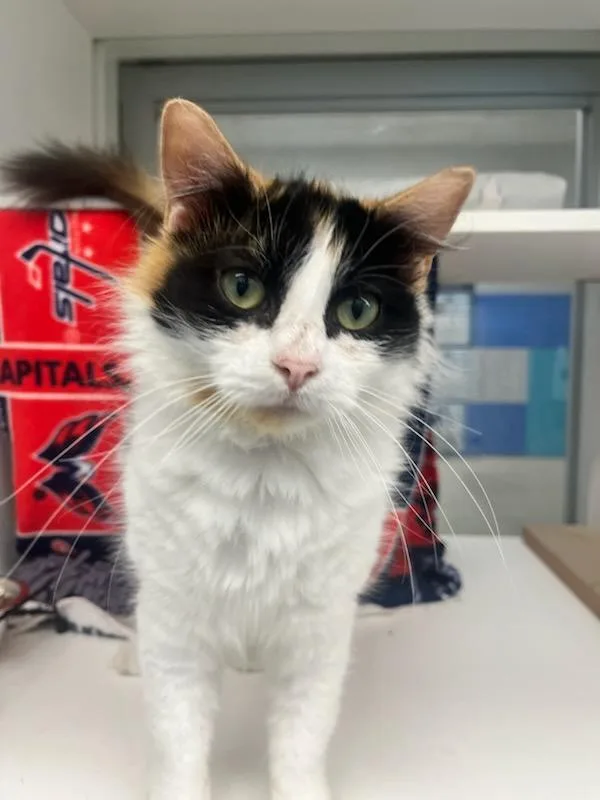 A young small-sized female Calico Domestic Short Hair cat named Mosquito for adoption in Manassas, VA