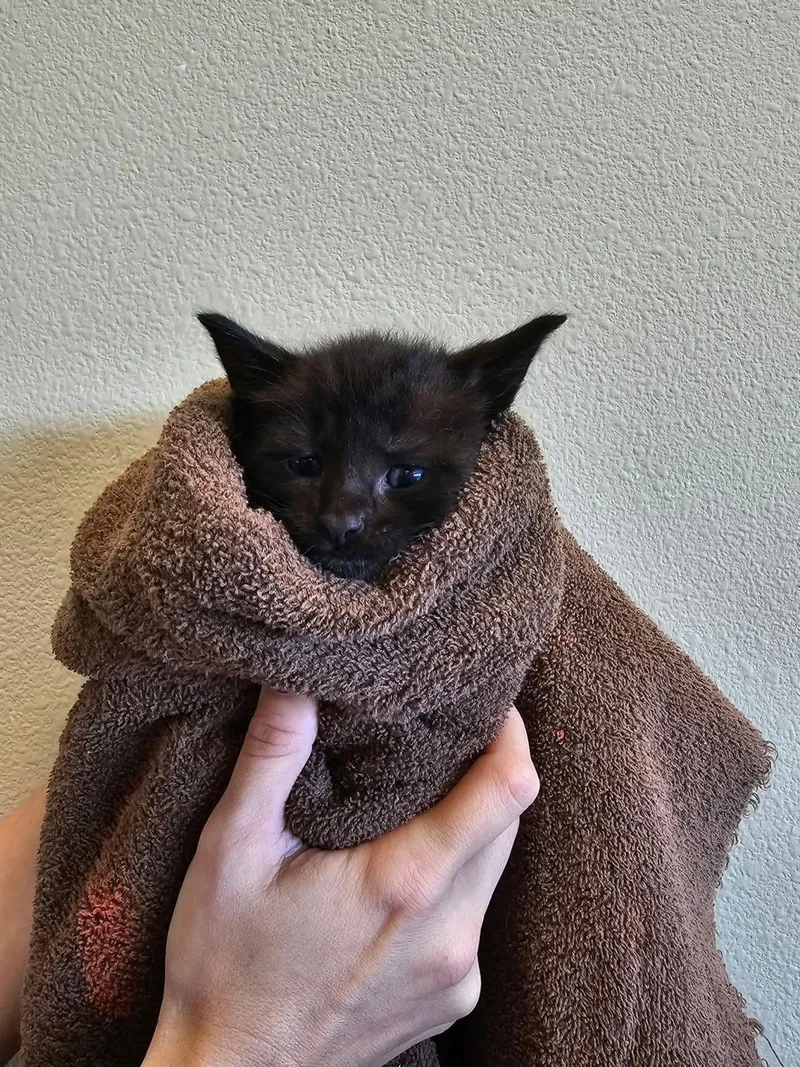 A baby medium-sized male Domestic Short Hair cat named Brooks for adoption in Rockwall, TX