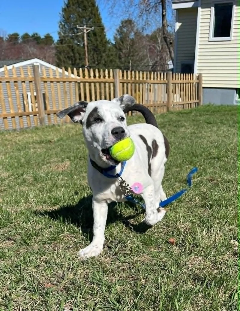 A baby medium-sized male Black Catahoula Leopard Dog dog named Ip for adoption in Billerica, MA