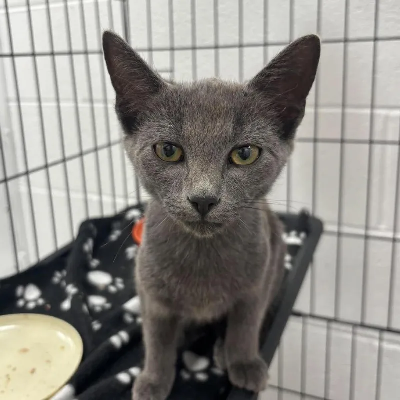 A baby small-sized male Domestic Short Hair cat named Moondance for adoption in Rocky Mount, VA