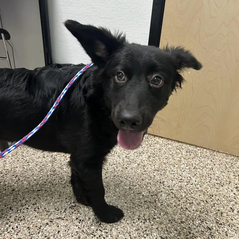 A young medium-sized female Black Shepherd dog named Puppy for adoption in Bullhead City, AZ
