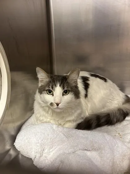 An adult small-sized male Domestic Medium Hair cat named Larson for adoption in Roseville, CA