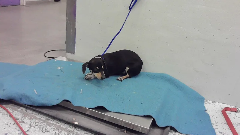 An adult small-sized male Dachshund dog named Puppy Lubby for adoption in Houston, TX