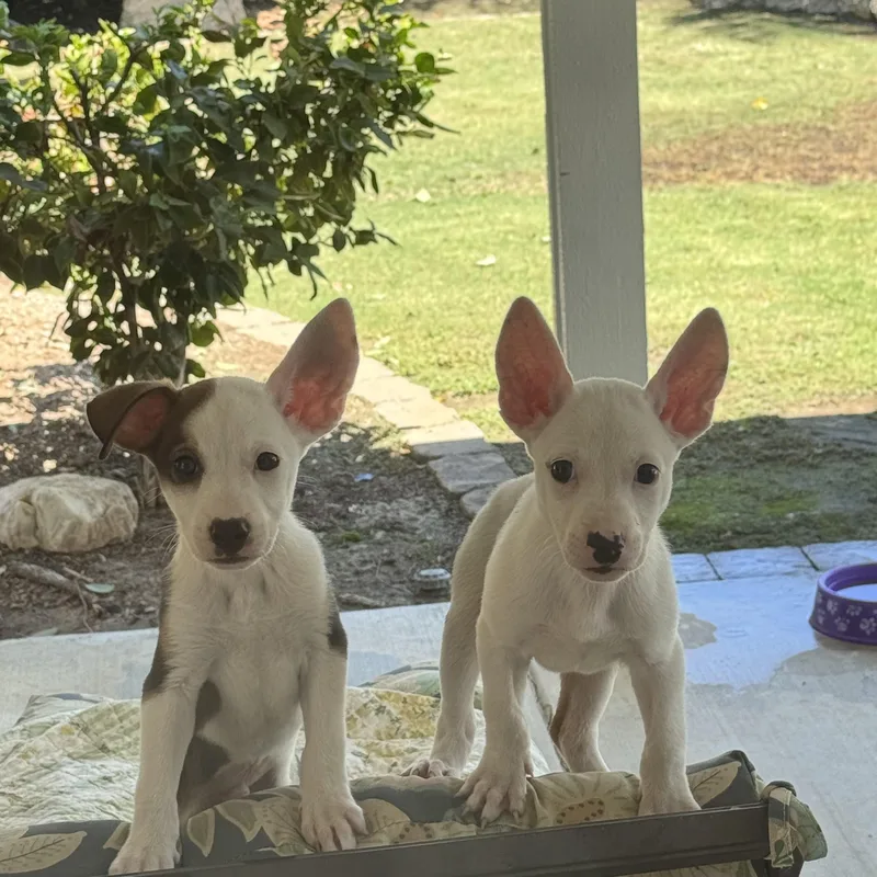 A baby small-sized male White / Cream Jack Russell Terrier dog named Tino and Tiko for adoption in Bakersfield, CA
