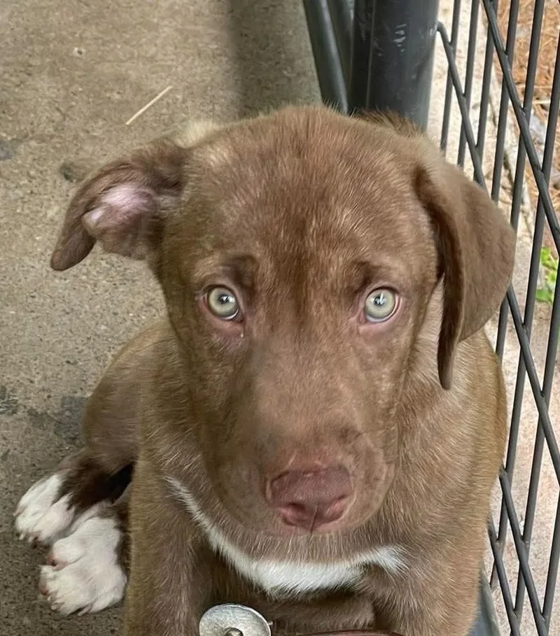 A baby large-sized male Tricolor (Brown, Black, & White) Mixed Breed dog named Puffy for adoption in Alden, NY