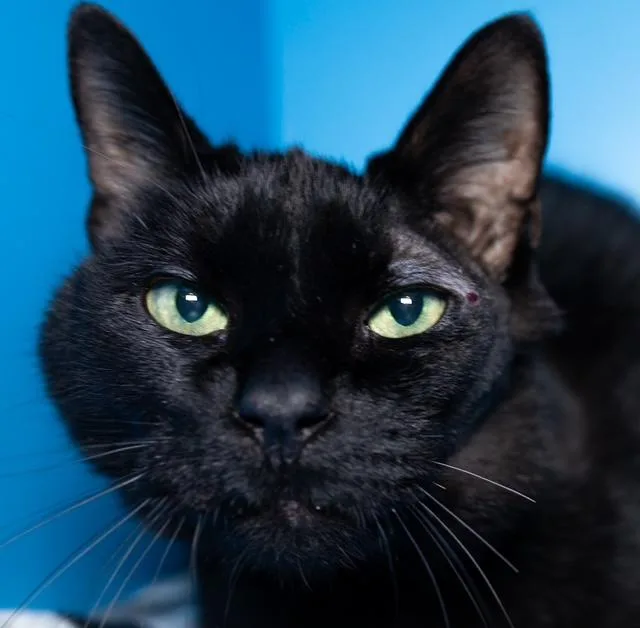 A senior medium-sized male Domestic Short Hair cat named Nike for adoption in Boston, MA