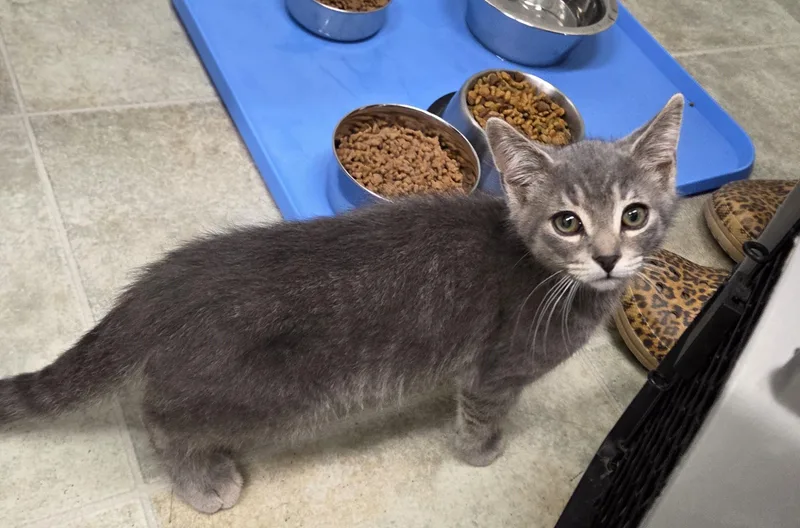 A baby small-sized male Tabby (Gray / Blue / Silver) Domestic Short Hair cat named Dorito for adoption in Carsonville, MI
