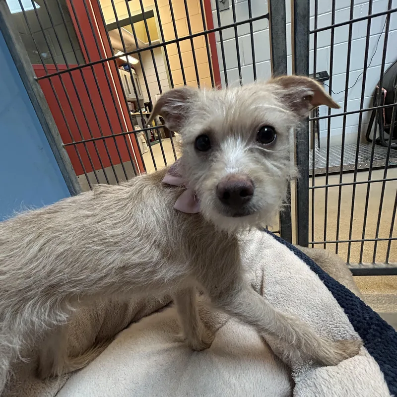 A baby small-sized female Yorkshire Terrier dog named Phoebe for adoption in Southold, NY