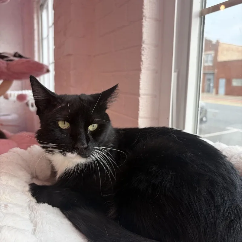 A young large-sized male Domestic Short Hair cat named Hector for adoption in Forest Park, IL