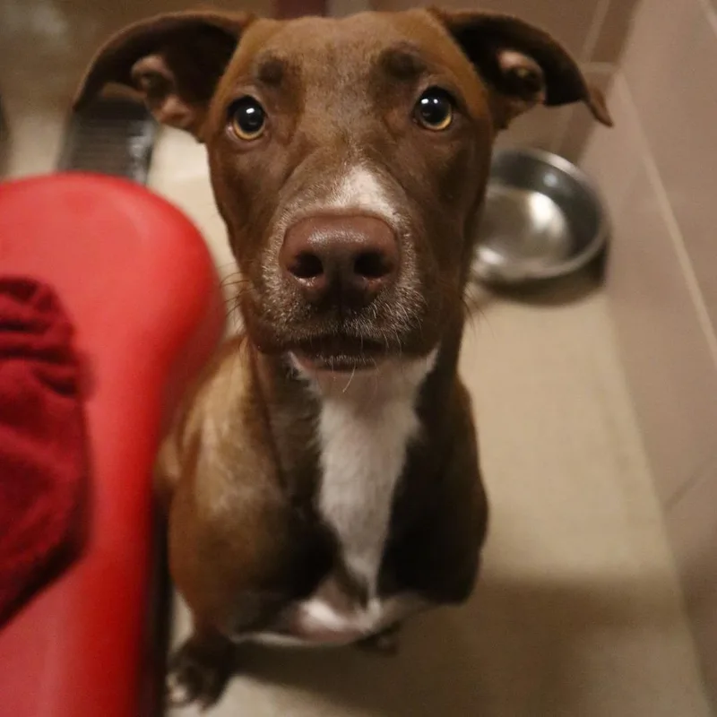 A young medium-sized female Brown / Chocolate Mixed Breed dog named Tillie for adoption in Waukesha, WI