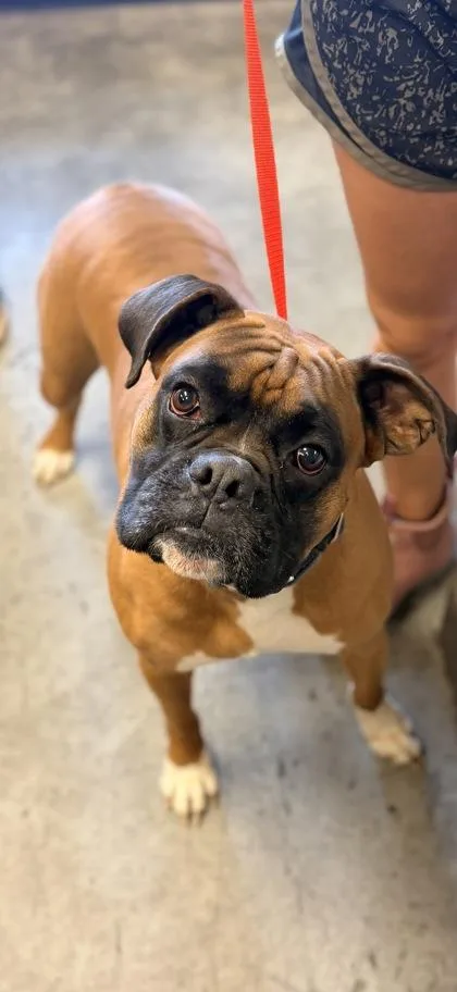 An adult medium-sized male Boxer dog named Deanno Menhousebroken for adoption in Bowling Green, KY