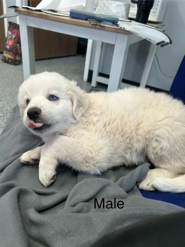 A baby medium-sized male Mixed Breed dog named Sir Fluffington for adoption in Holbrook, AZ